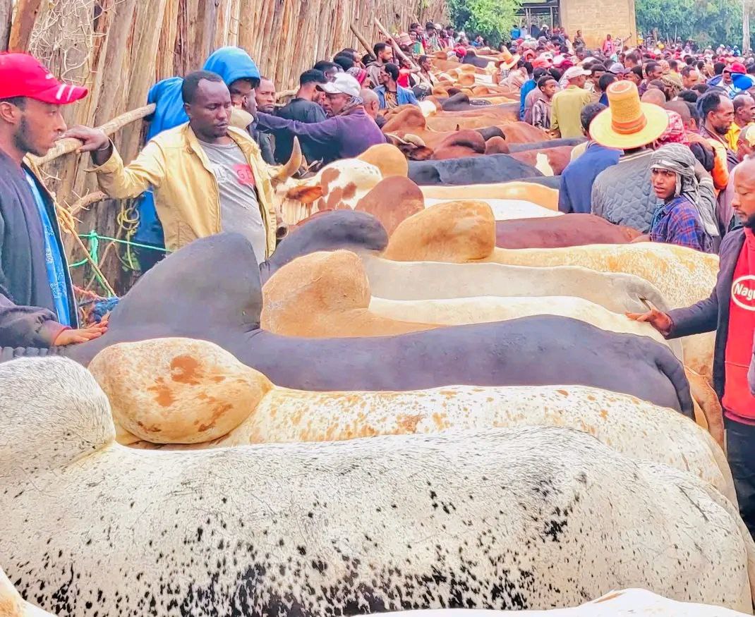 Home ዘመናዊ አከባበር ከጥንታዊ ባህል ጋር የሚገናኝበት ይህ ሕያው የ'ማሳላ ሳምንት' በዓል ምስል ያሳያል።